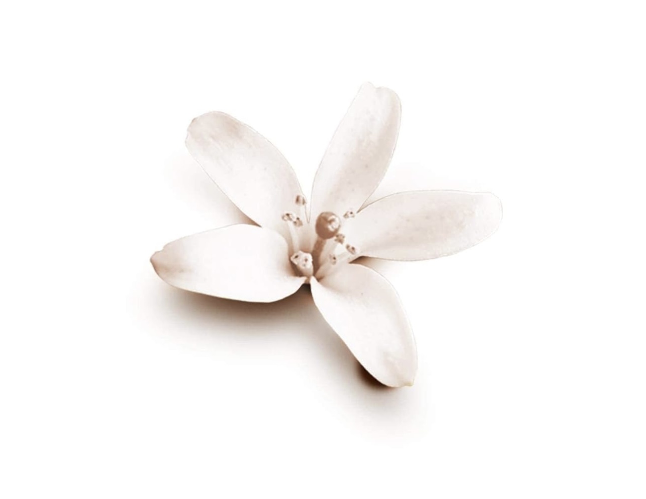 معطر دوف جوز الهند- Dove 250ml - الصورة 2